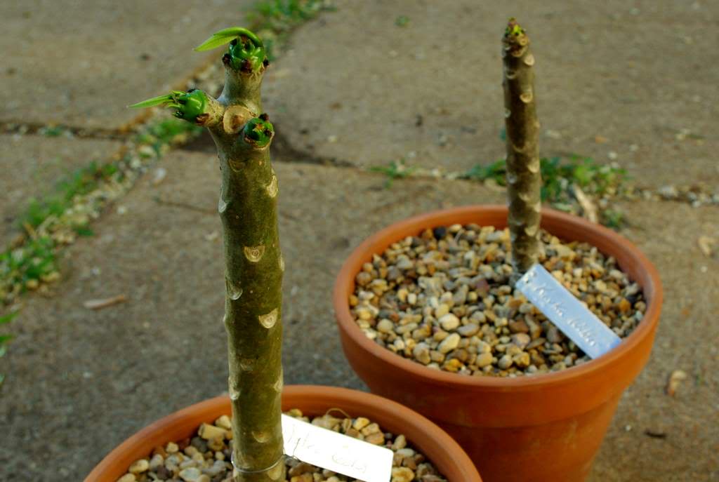 It's Not Work, It's Gardening! Plumeria planting sticks